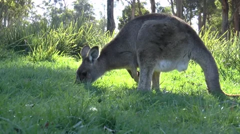 Sliding Kangaroo Stock Footage 49897537