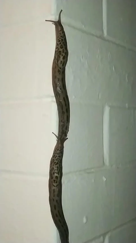 Sliding leopard slug crawling on white brick wall wildlife animal movement Stock Footage 329526732