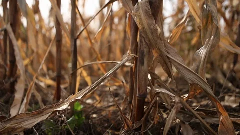 Sliding Low Angle Corn Day  Stock Footage 92095365