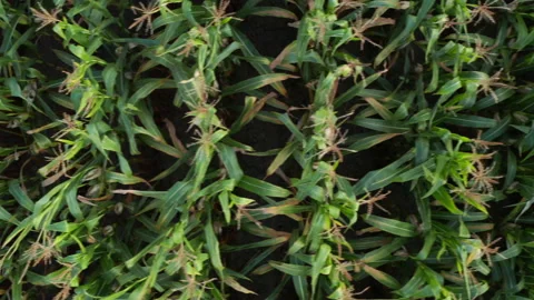 Sliding low overhead of corn rows Stock Footage 140075521