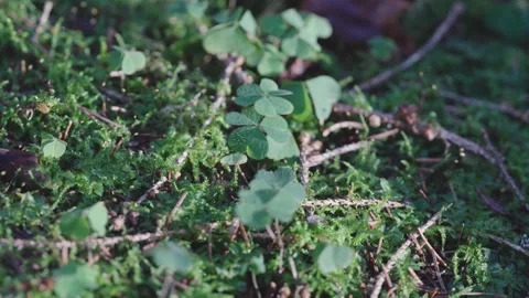 Sliding Macro footage of three leaf clover Stock Footage 327649300