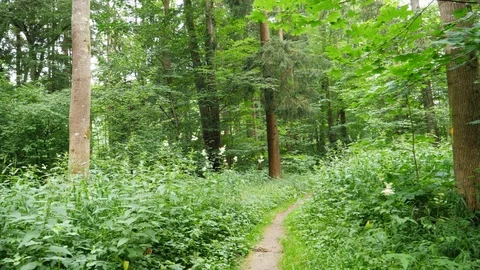 A sliding moton with a focus on a tree Stock Footage 95435704