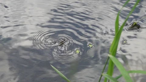 Sliding movement of the Water Strider on the surface of the water, slow motion Stock Footage 111869990