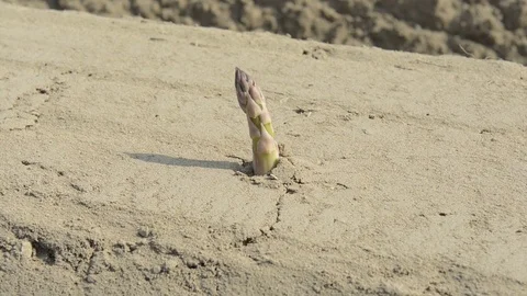 Sliding over an asparagus field Stock Footage 74357208