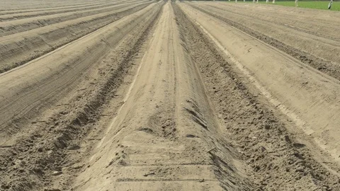 Sliding over an asparagus field Stock Footage 74360455