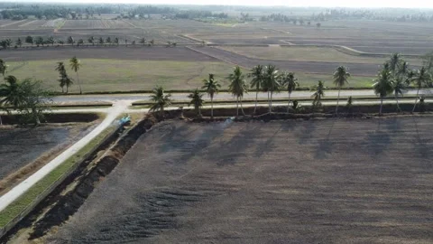 Sliding over back light coconut tree Stock Footage 150198657