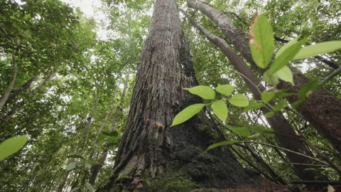 Sliding Push and Tilt up to Tree Canopy, Borneo, Indonesia Stock Footage 142119872