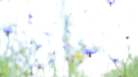 Sliding scene of soft focus slow motion of blue flower. Stock Footage 65772745