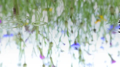 Sliding scene of soft focus slow motion of blue flower with raindrop effect. Stock Footage 66421021