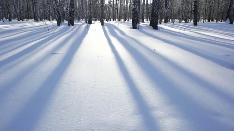 Sliding shadows of pine and birch trees in winter forest Stock-Footage 71988024