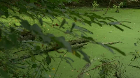 Sliding shot of algae swamp. Stock Footage 68915095