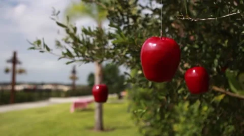 Sliding shot of apples hanging from tree Stock Footage 68651799