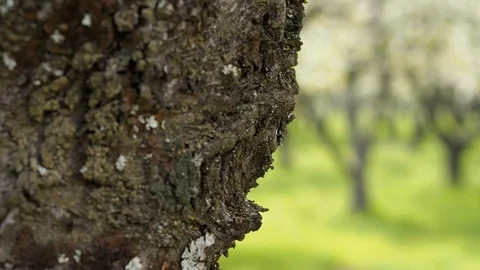 A sliding shot from bark of cherry tree to out of focus blossoms cherry trees. Stock Footage 90836634