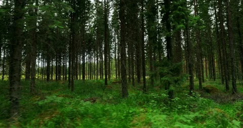 Sliding shot of a beautiful forest view in Finland on sunny summer day. Stock Footage 112112868