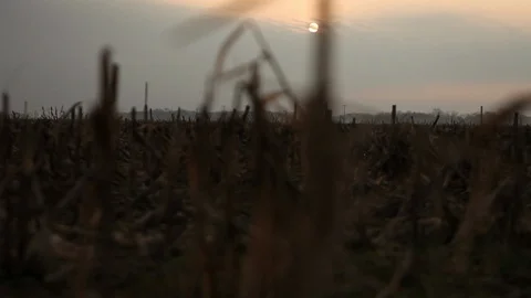 Sliding Shot Corn Field Day  Stock Footage 92094101