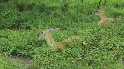 Sliding Shot of Deer Sitting Stock Footage 54421335