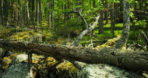 Sliding shot of fallen old tree on mossy rocks in a forest. Stock Footage 112112997