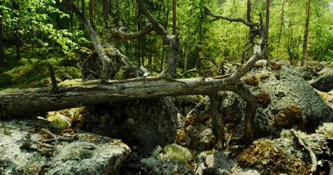 Sliding shot of fallen old tree on mossy rocks in a forest. Stock Footage 112113011