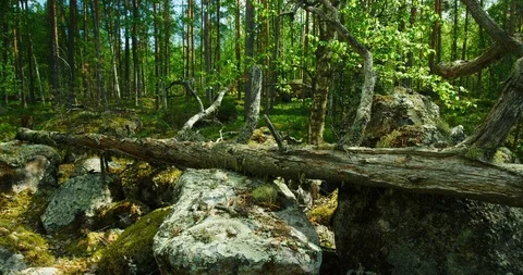 Sliding shot of a fallen old tree on mossy rocks in a forest. Stock Footage 112113497