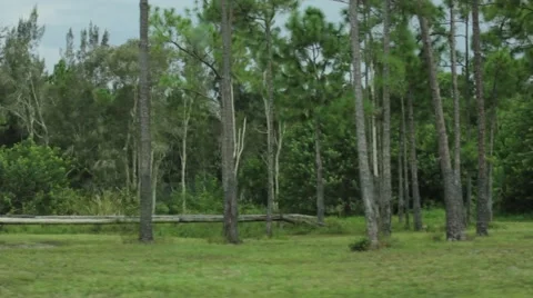 Sliding Shot of Forest with Fallen Tree.mp4 Stock Footage 54421348
