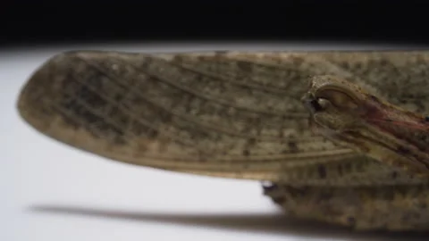 Sliding shot of a grasshopper macro close up Stock Footage 137114861