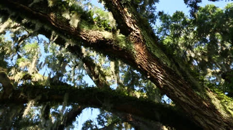Sliding Shot Of Long Tree Branch Stock Footage 26850037