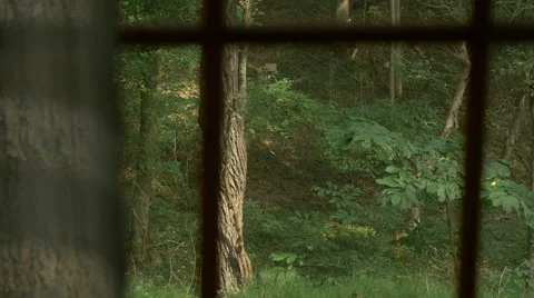 Sliding shot looking through a window into a forest. Stock Footage 68892831