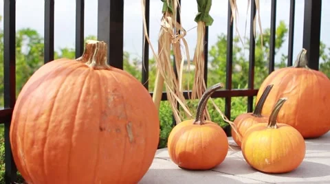 Sliding shot of Pumpkins resting on ground near fence Stock Footage 68651309