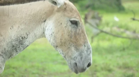 Sliding Shot with Walking Donkey Stock Footage 54421499