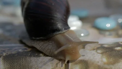 Sliding Snail Stock Footage 77252462