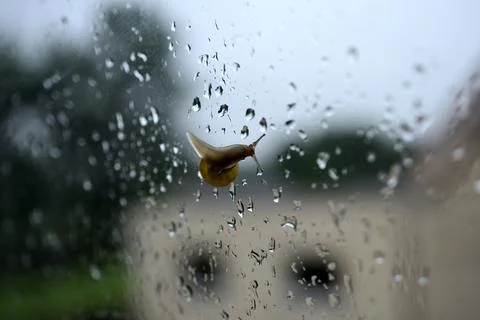 Sliding snail on a window Stock Photos