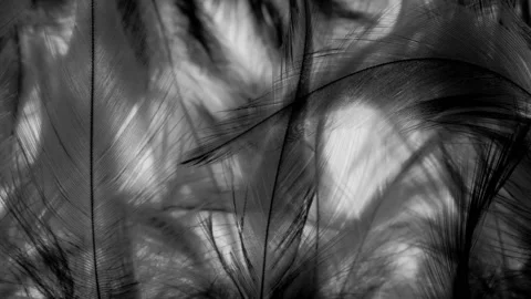 SLIDING THROUGH BLACK FEATHERS.  4K MACRO.  NO PEOPLE. Stock Footage 234350504