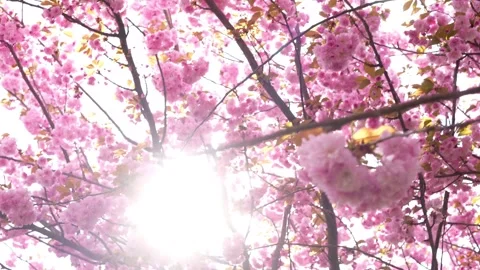 Sliding through the cherry blossoms Stock Footage 272653918