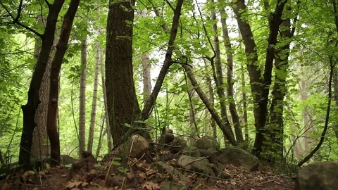 Sliding through forest of green Stock Footage 93996252