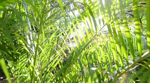 Sliding through greens with sun 動画素材 54254669