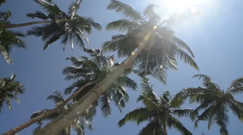 Sliding through Palm trees with sun 動画素材 54254664