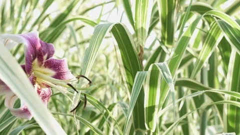 Sliding Tight  Rack Focus Shot of a Lilly Flower Stock Footage 78283988