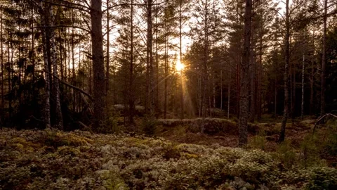 Sliding timelapse of the sun setting behind trees Stock Footage 257340410