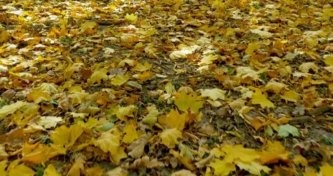 Sliding top view on fallen leaves in forest Stock Footage 96652555
