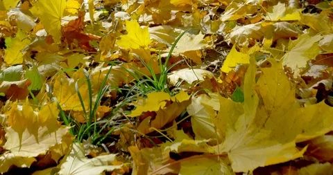 Sliding top view on fallen leaves in forest Stock Footage 96652940