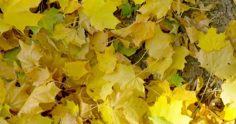 Sliding top view on fallen leaves in forest Stock Footage 96654100