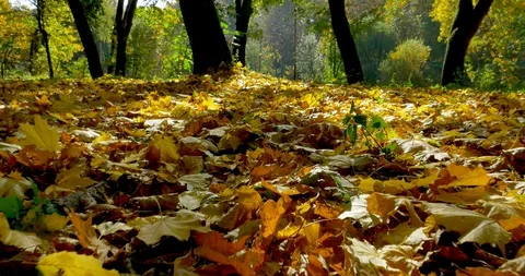 Sliding top view on fallen leaves in forest Stock Footage 96654117