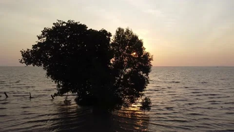 Sliding tracking lonely mangrove tree Stock Footage 150196656