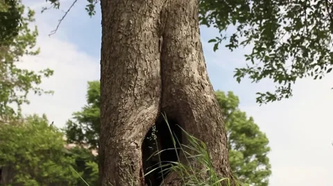 Sliding up to a tree Video stock 52451997