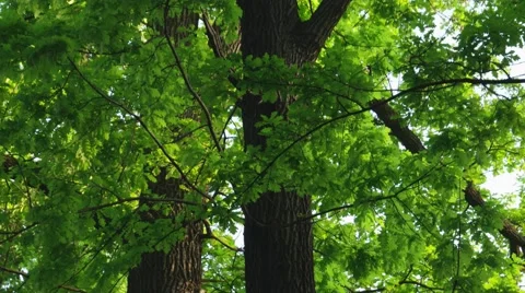 Sliding view along Oak tree. Stock Footage 68140420