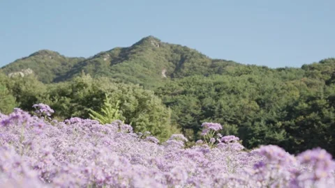 Sliding View of Aster Field and Mountains Video stock 347142078