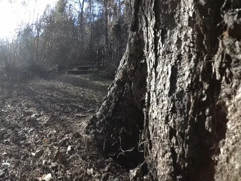Sliding VIew of Beautiful Tree Trunk, Trentino, Italy Stock Footage 83585784