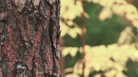 Sliding view close-up of a bark of deciduous tree Stock Footage 80995463