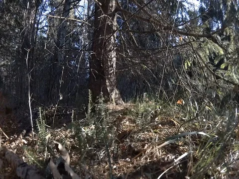 Sliding View of Grass Under Tree Branches, Trentino, Italy, Flat Color Stock Footage 83585555