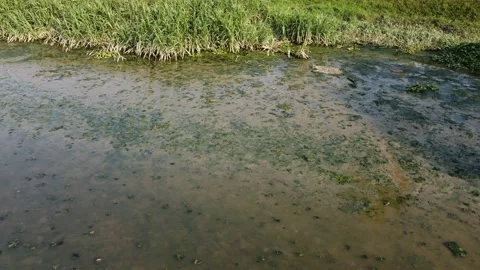 Sliding view of green blooming algae Stock Footage 149206398